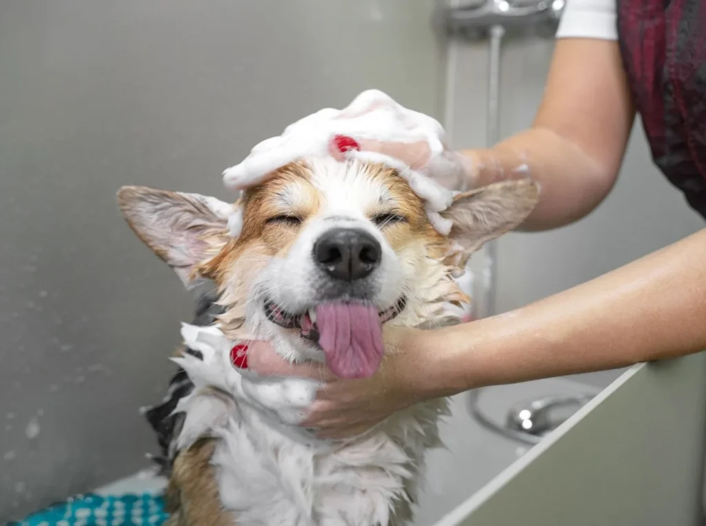 come lavare il tuo cane a casa